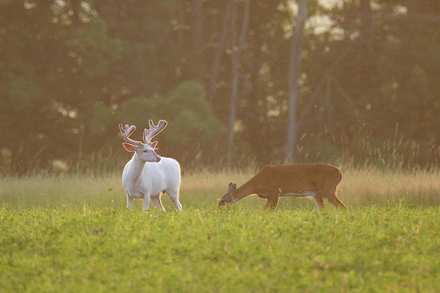 Big Old White Buck and Doe 2 Photograph by Brook Burling