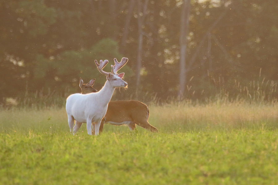 Big Old White Buck and Doe Photograph by Brook Burling