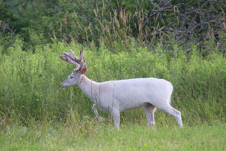 Big Old White Buck Photograph by Brook Burling