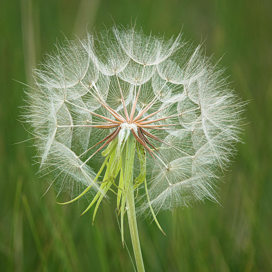 Big Ole Dandelion Photograph by Gary Lengyel