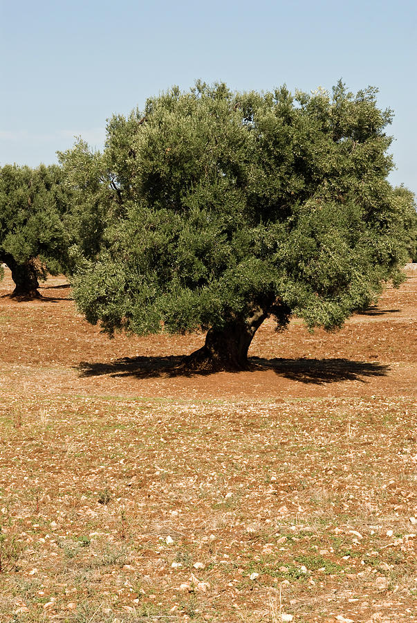 Big Olive Tree At Meadow In Italy Photograph by Jalag / Stefano Scatą ...