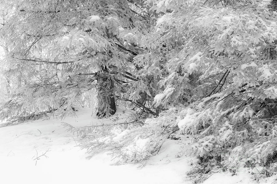 Nature Photograph - Big Pine Monochrome by Sharon Mayhak Nature Photograph - Big Pine Monochrome by Sharon Mayhak
