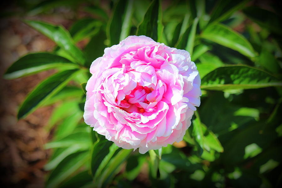 Big Pink Bloom Photograph by Cynthia Guinn