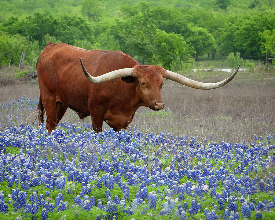 Nature Photograph - Big Red in the Bluebonnets by Linda Lee Hall