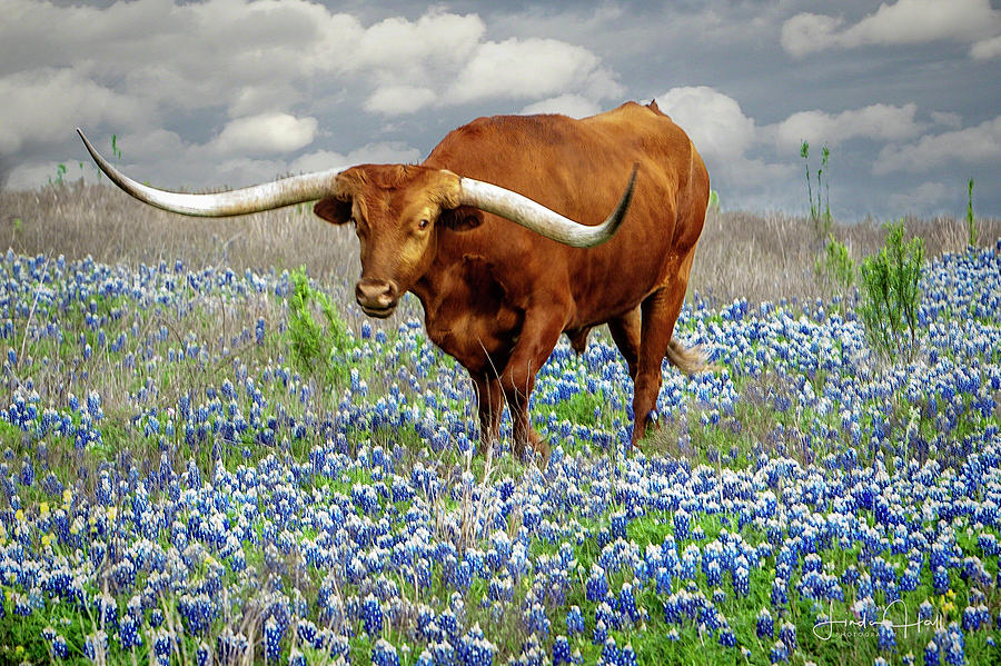 Longhorn Photograph - Big Red by Linda Lee Hall