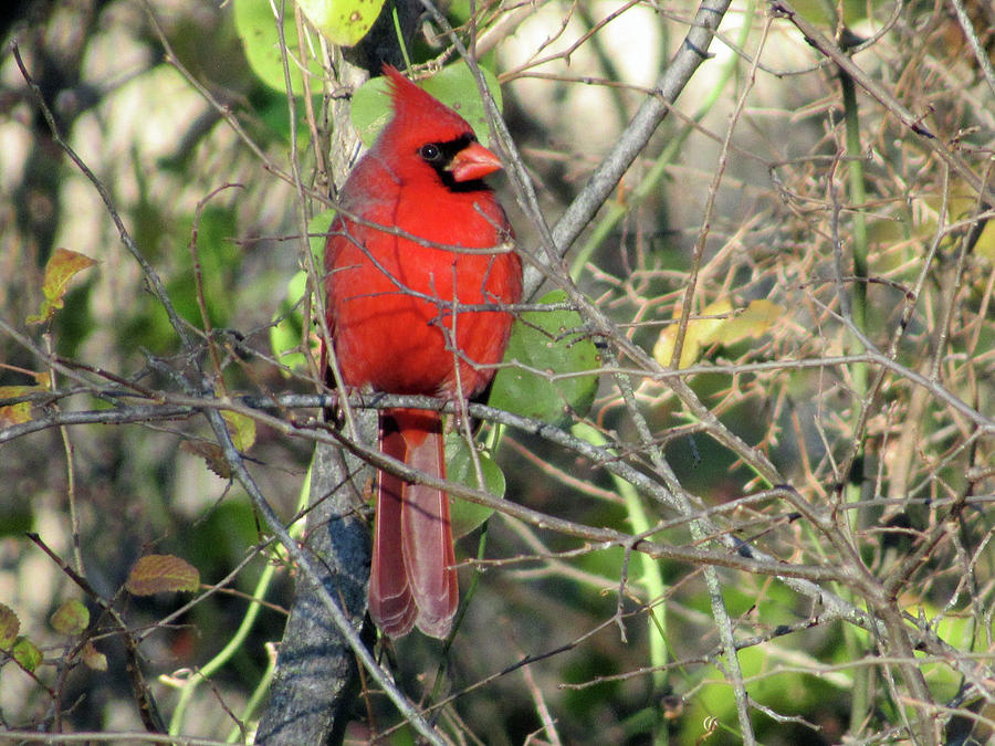 Big Red Photograph by Nancy Wright - Fine Art America