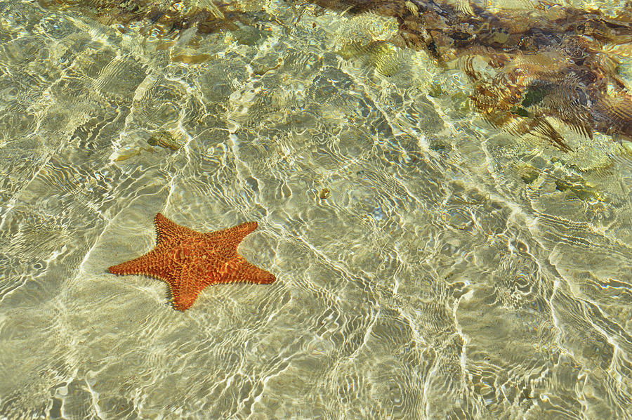 Beach Photograph - Big Red Star by JAMART Photography