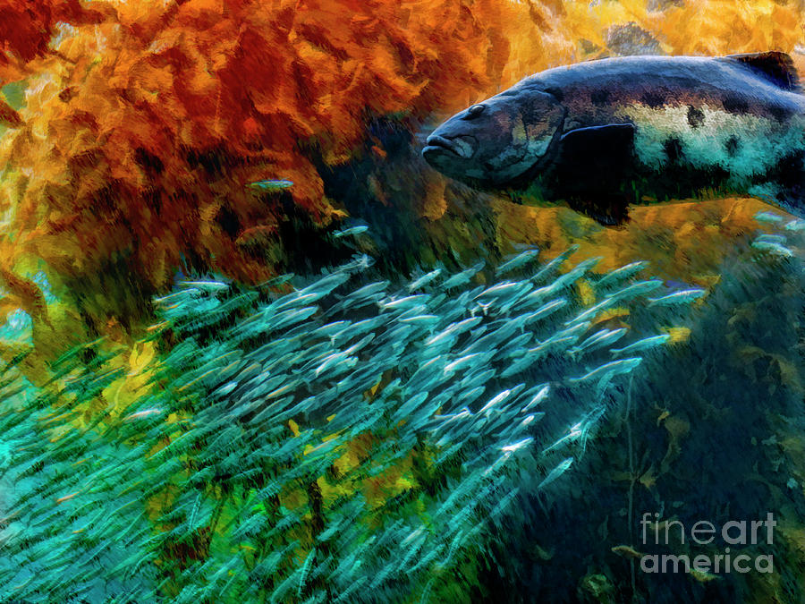 Big Sea Bass And Anchovies Photograph by Blake Richards
