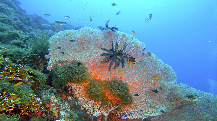 Big Sea Fan Coral, Panglao Photograph by Paul Ranky