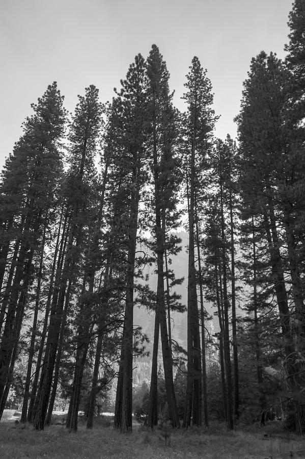 Big sequoia trees in Sequoia National Park Photograph by Alex Grichenko