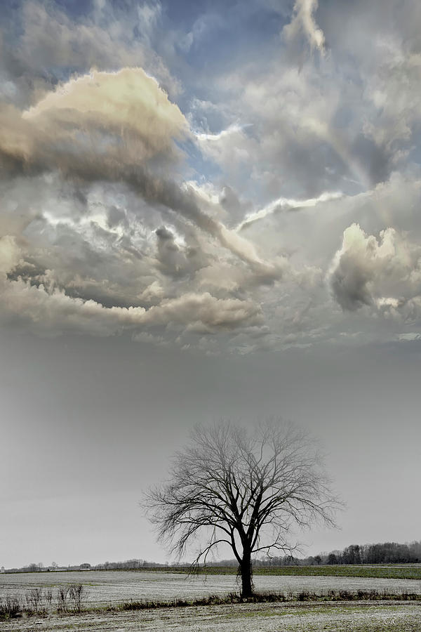 Big Sky One Tree Photograph by Evie Carrier