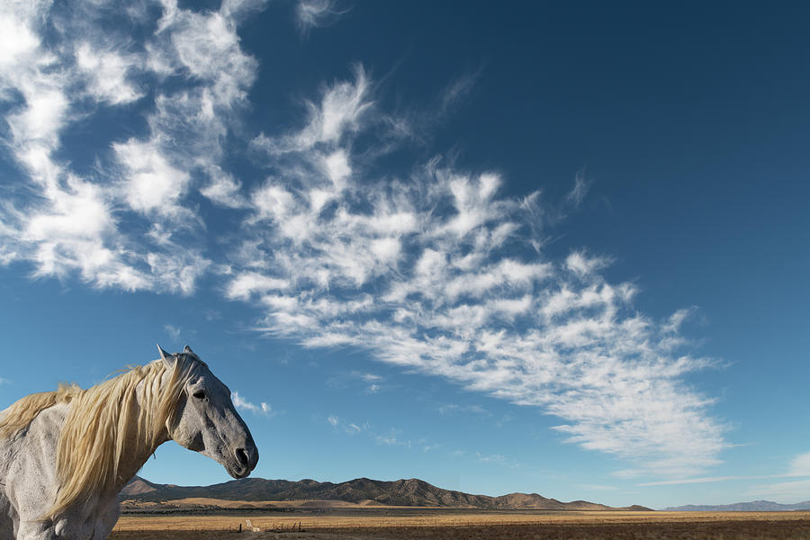 Big Sky Stallion.. Photograph by Paul Martin