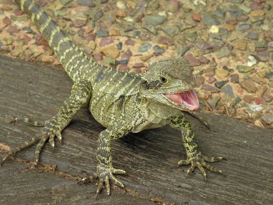 Big Smile by Small Water Dragon Photograph by Lisa Crawford - Fine Art ...