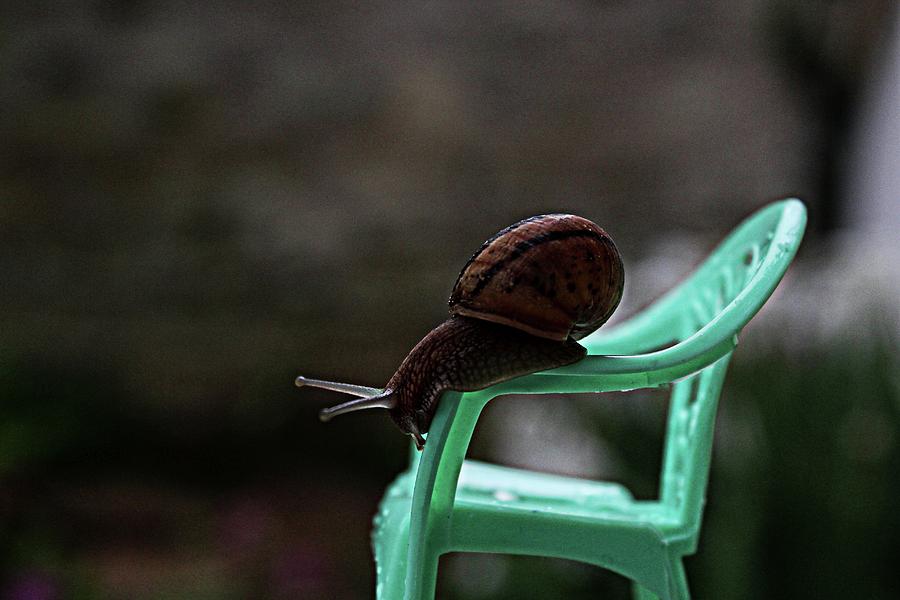 Big snail,Little chair Photograph by Martin Smith