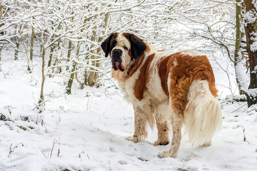 Big St Bernard dog in the snow 