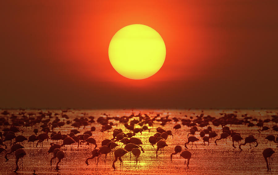 Big Sunset & Flamingo Photograph by Photo By Prasit Chansareekorn