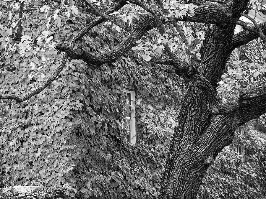 Big Tree and Ivy-Covered Walls by Keith Dotson Big Tree and Ivy-Covered Walls by Keith Dotson