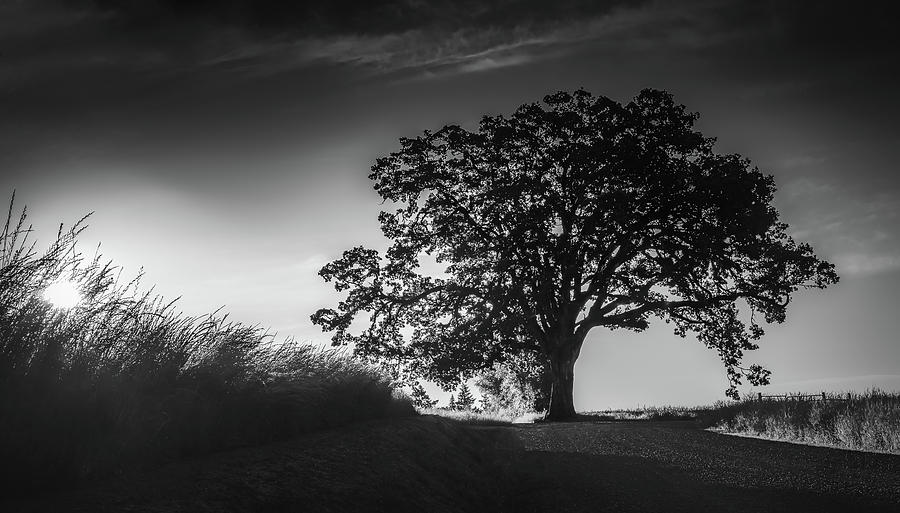 Big Tree at Sunrise Photograph by Don Schwartz