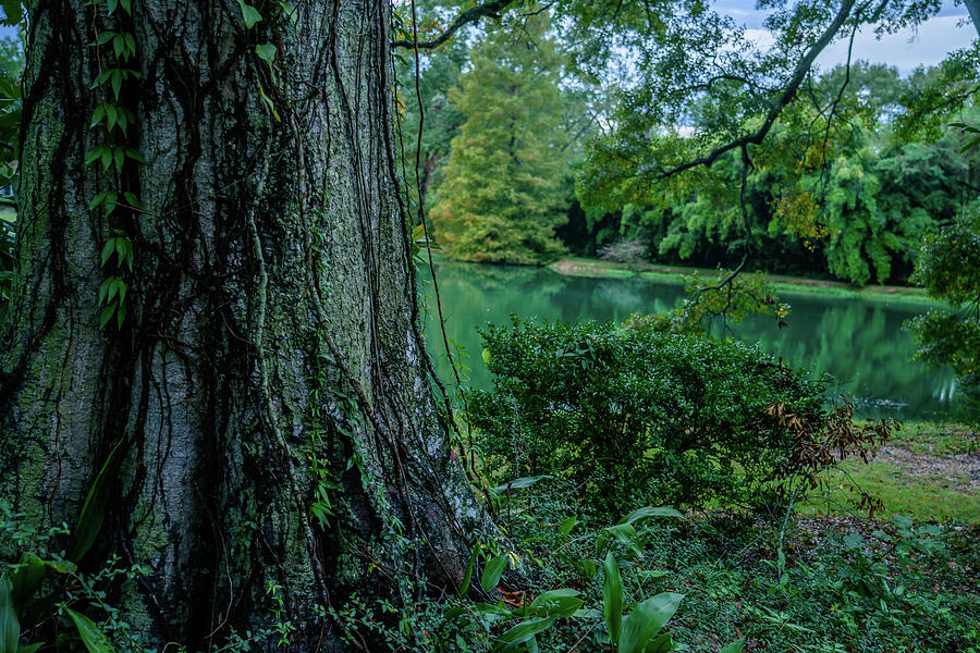 Big Trees And Green Water Photograph by DiGiovanni Photography
