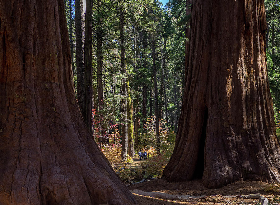 Big Trees, Little People Photograph by Martin Gollery