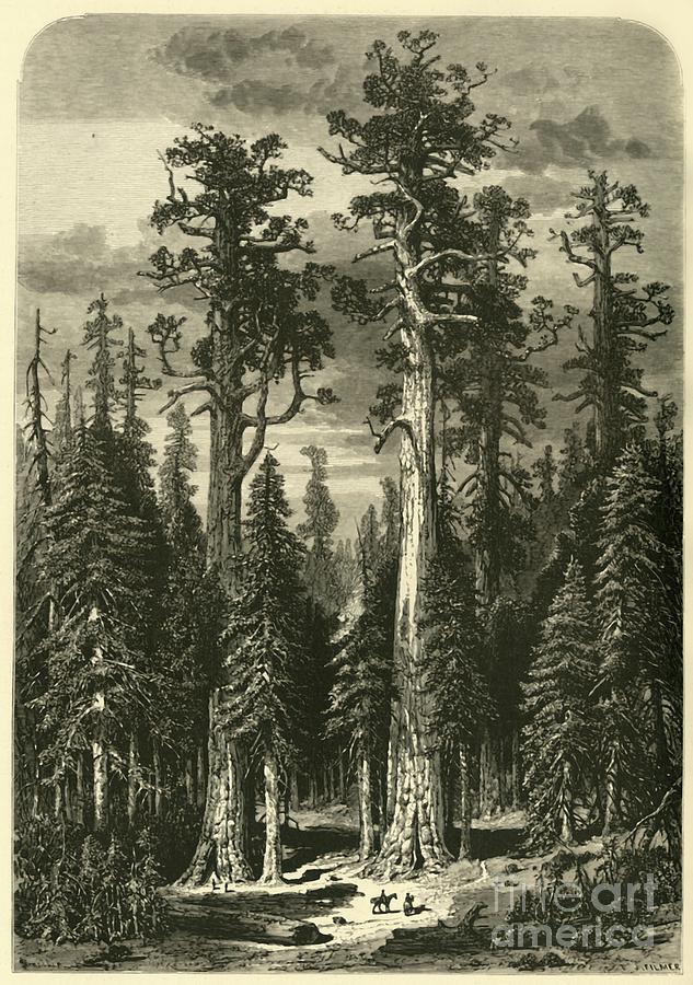 Yosemite National Park Drawing - Big Trees - Mariposa Grove by Print Collector