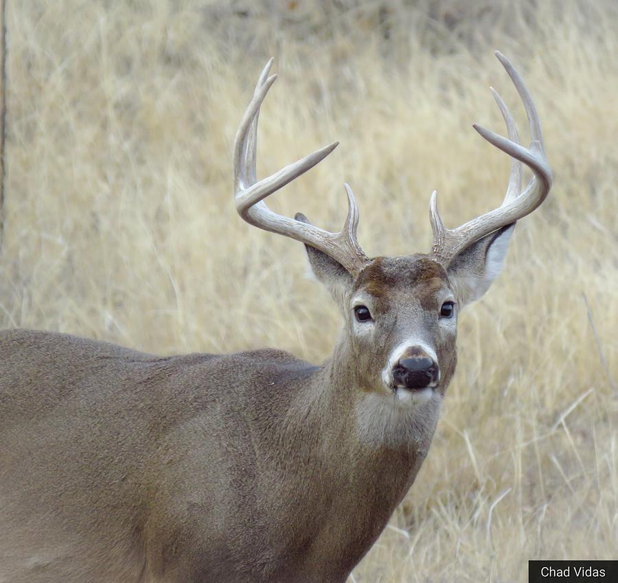 Big Whitetail Buck 4 Photograph by Chad Vidas - Fine Art America