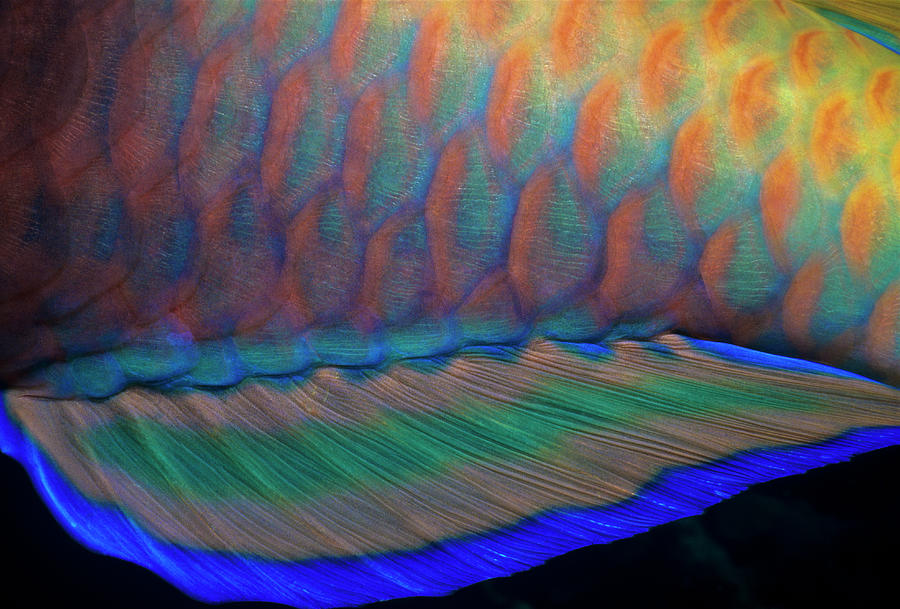 Bigeye Priacanthus Hamrur, Close-up Of Photograph by Jeff Rotman