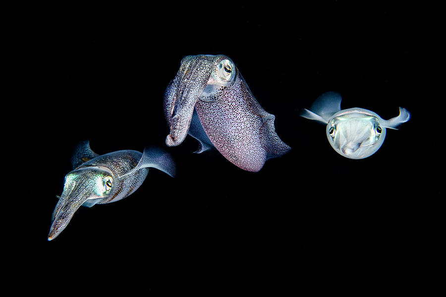 bigfin-reef-squid-facts-photographs-and-video-seaunseen