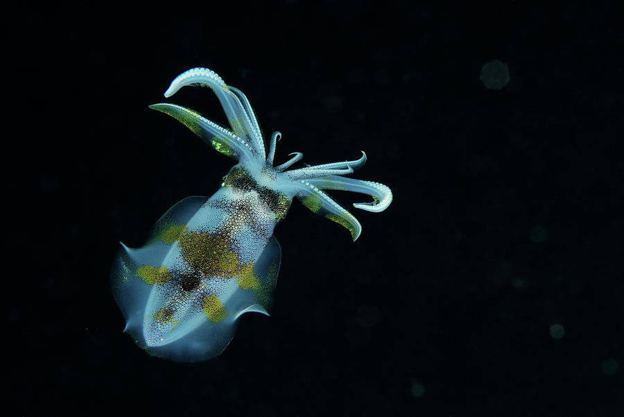 Bigfin Reef Squid Swimming, Indonesia, Sea Of Flores Photograph by ...