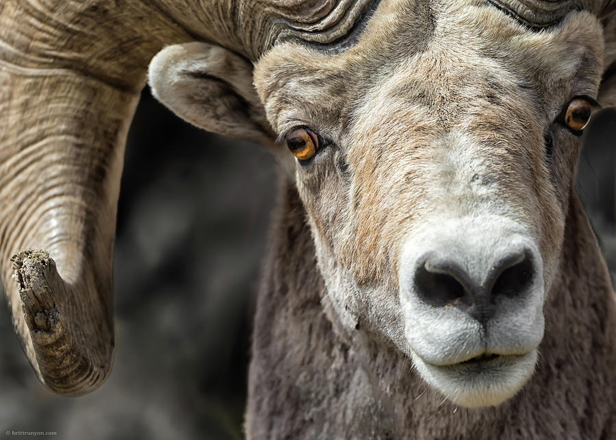 Sheep Photograph - Bighorn Gaze by Britt Runyon
