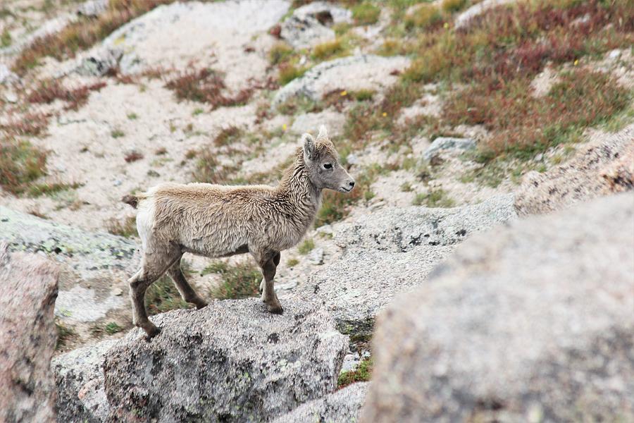 Bighorn Little Photograph by Larry Kniskern - Pixels