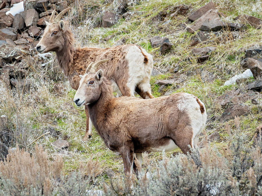Bighorn Pair by Mike Dawson Bighorn Pair by Mike Dawson