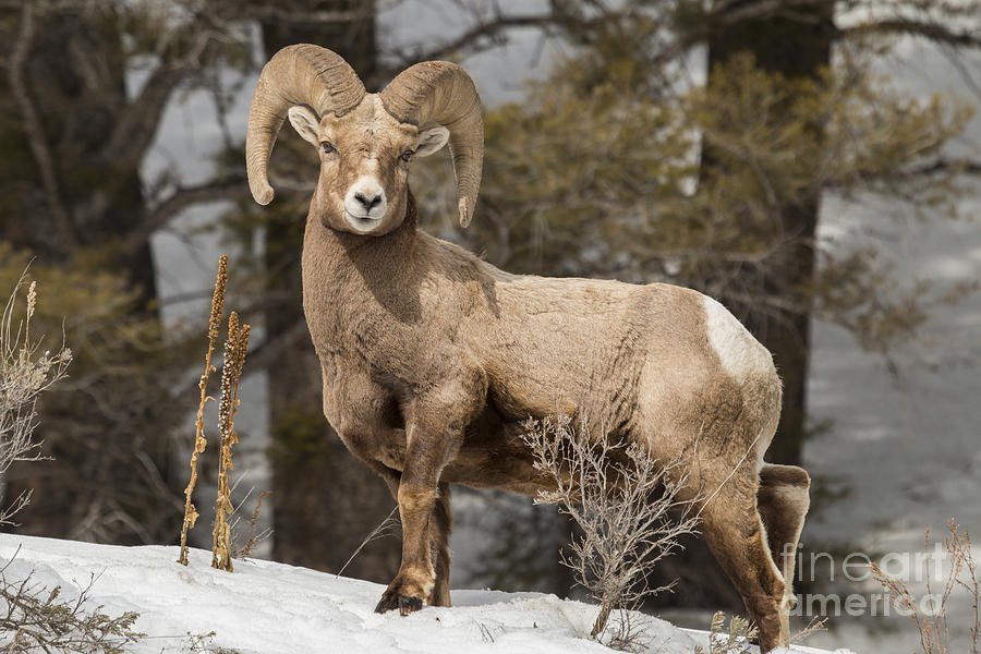 Forest Photograph - Bighorn Ram Feeding By Quake Lake by Michelle Holihan Forest Photograph - Bighorn Ram Feeding By Quake Lake by Michelle Holihan