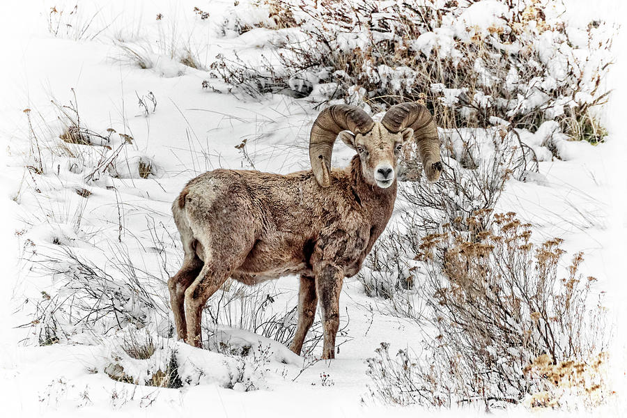 Bighorn Ram In Winter Photograph by Wes and Dotty Weber