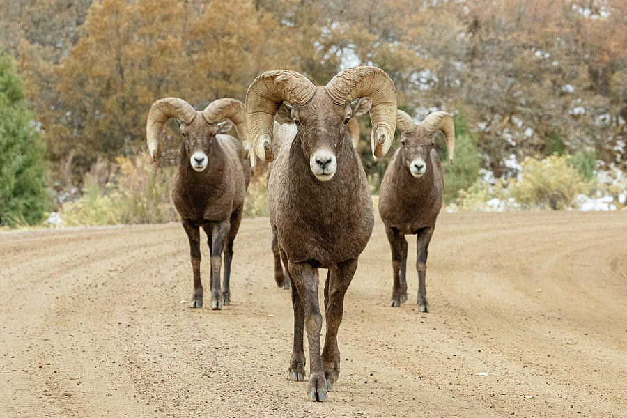 Bighorn Rams Head On Photograph by Tony Hake