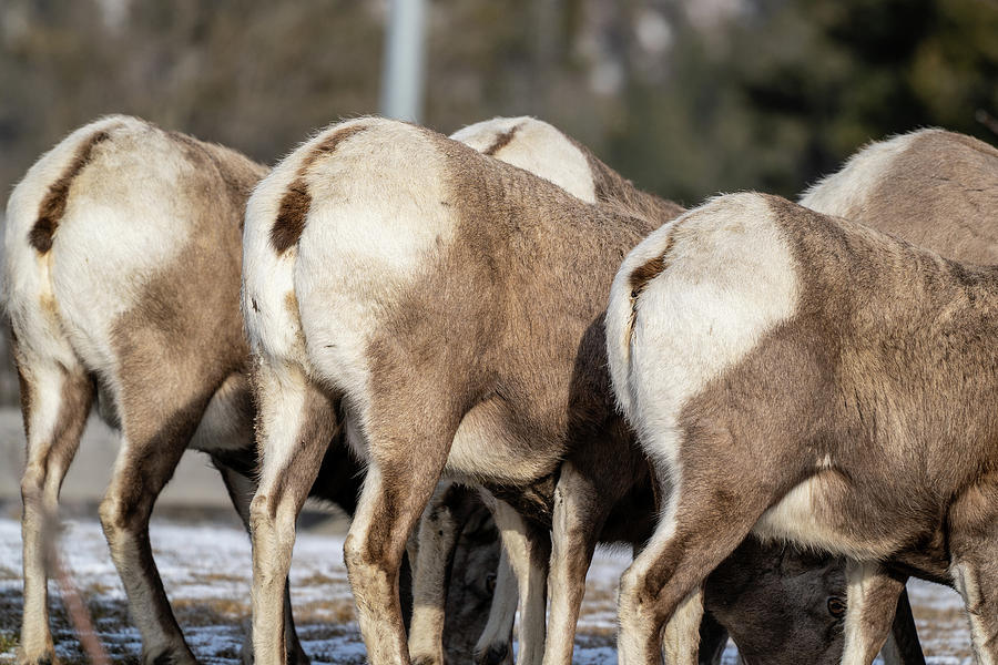 Bighorn Sheep Butts Lined Up As They Eat Grass In Winter In Th