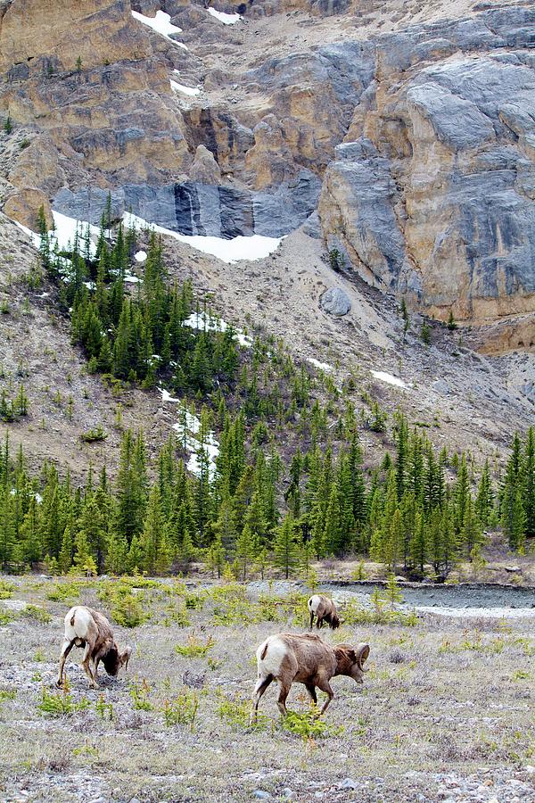 Bighorn Sheep In Banff National Park Photograph by Danevansphotography