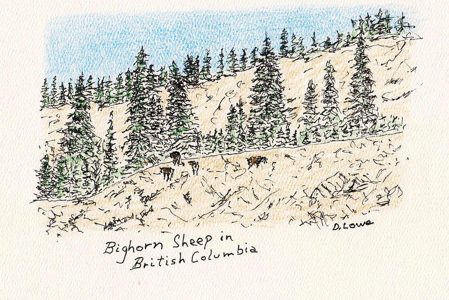 Bighorn Sheep in British Columbia Drawing by Danny Lowe