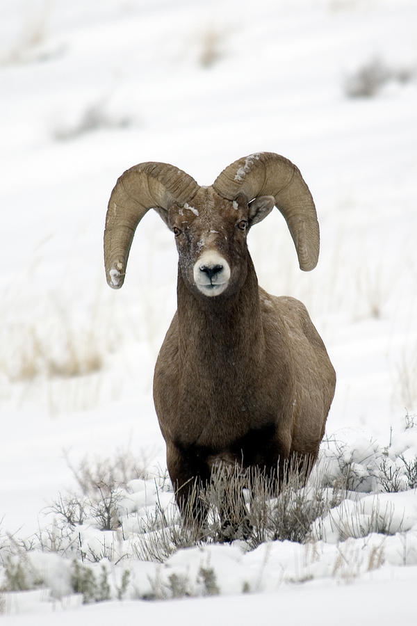 Bighorn Sheep In Winter Photograph by Mark Newman
