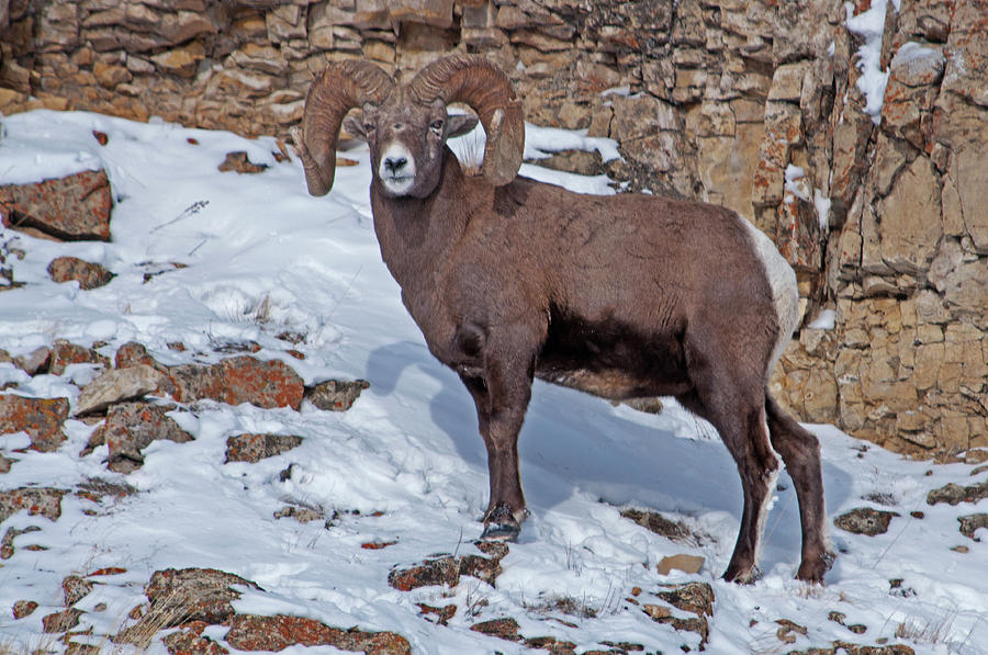 Bighorn Sheep In Yellowstone National Photograph by Dbushue Photography