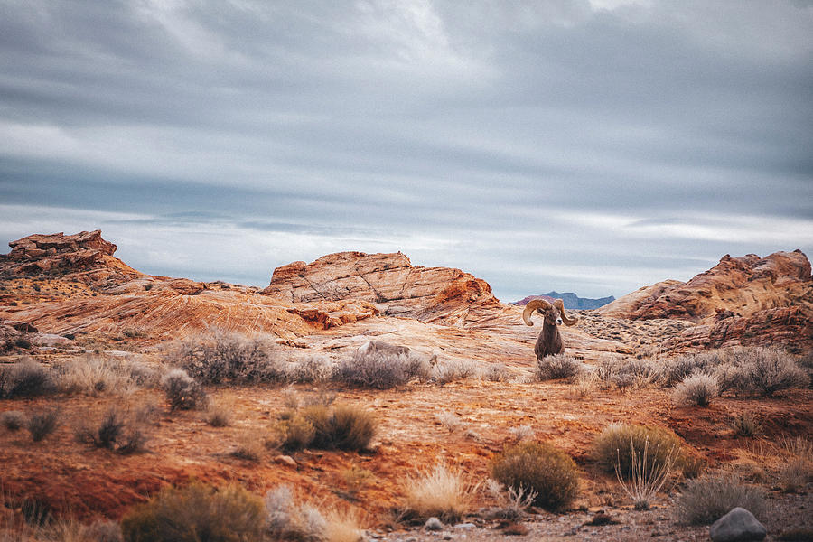 Bighorn Sheep Is Standing In Valley Of Fire State Park Photograph by Cavan Images