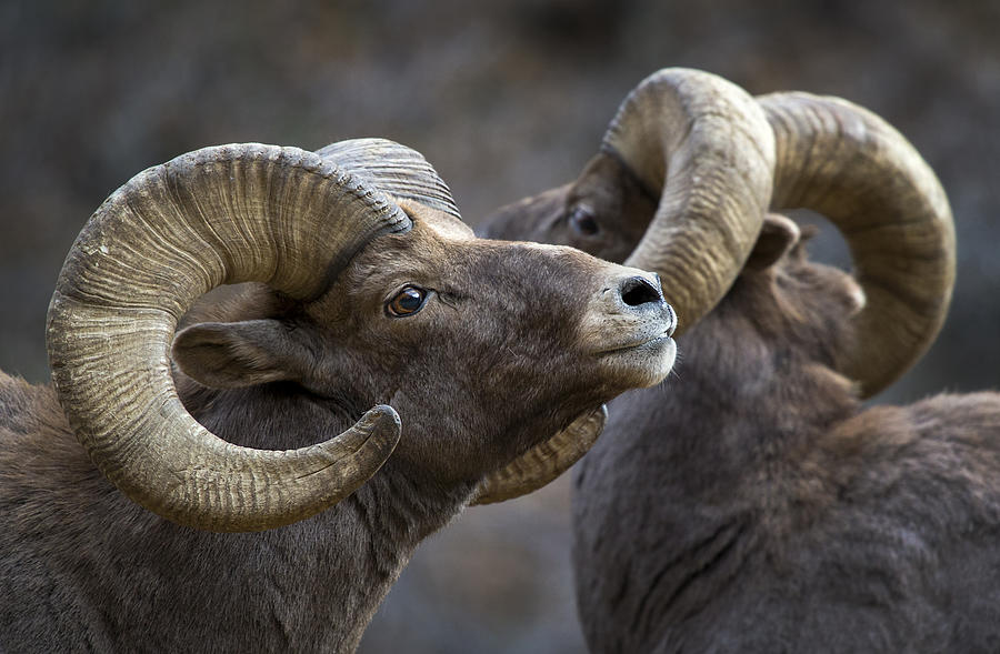 Horn Photograph - Bighorn Sheep, Ovis Canadensis by Verdon