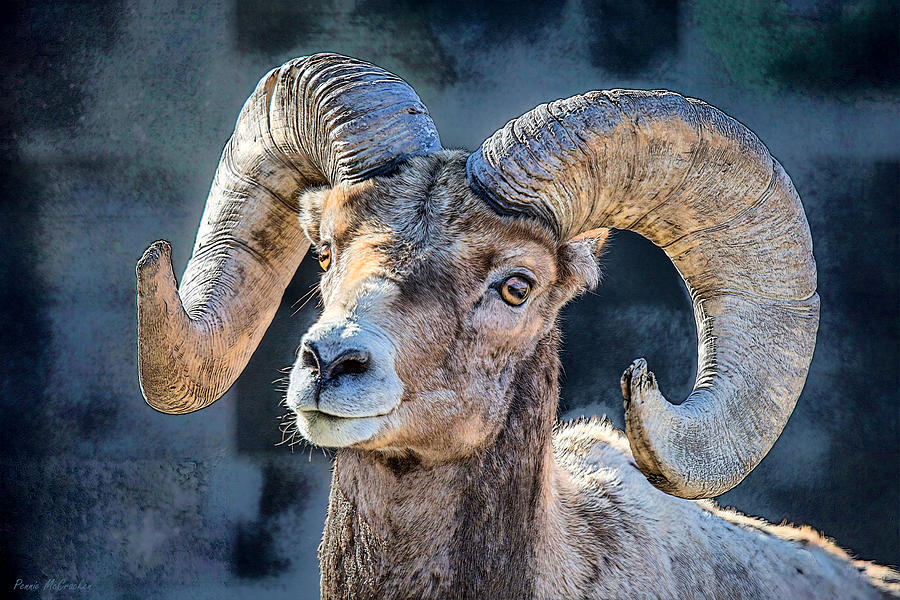 Bighorn Sheep Digital Art by Pennie McCracken