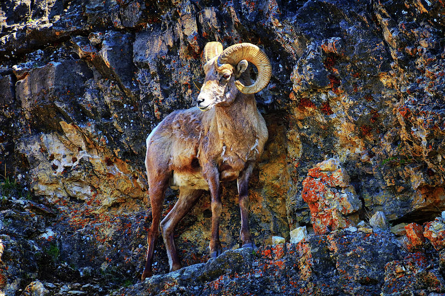 Bighorn Sheep Precarious Perch Photograph by Greg Norrell