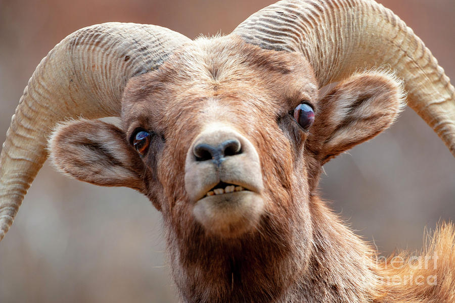 Bighorn Sheep Ram Comical Expression Photograph by Steven Krull