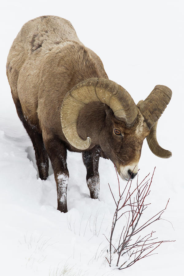 Bighorn Sheep Ram In Winter, Yellowstone Photograph by Sebastian Kennerknecht