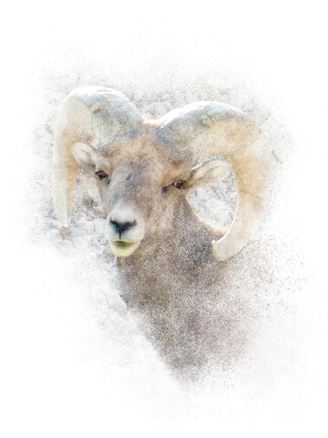 Bighorn Sheep - Ram Portrait Photograph by Patti Deters