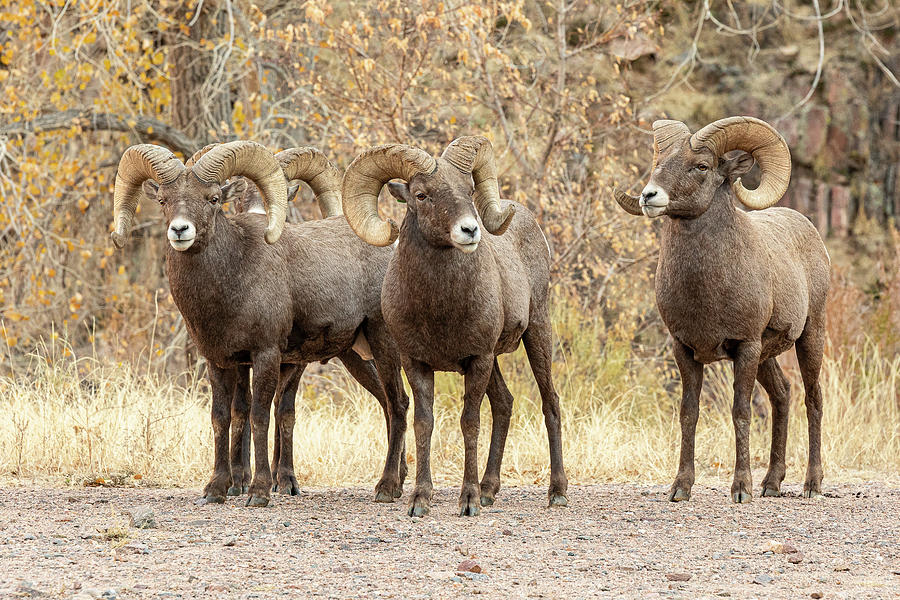 Bighorn Sheep Rams Pose Photograph by Tony Hake | Fine Art America