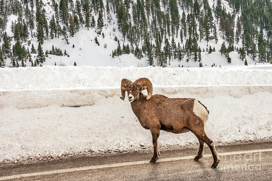 Bighorn Sheep Stopping Traffic Photograph