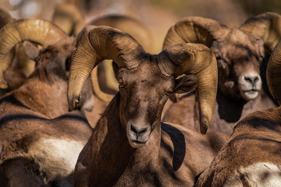 Bighorns Resting in the Afternoon Sun Photograph by Gary Kochel